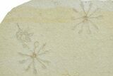 Floating Crinoid (Saccocoma) Fossils - Solnhofen Limestone #353564-1